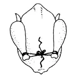 Ficelle De Cuisine 152 M -Cuisine Fournitures Magasin 601080 3 1 Ficelle de cuisine 152 m